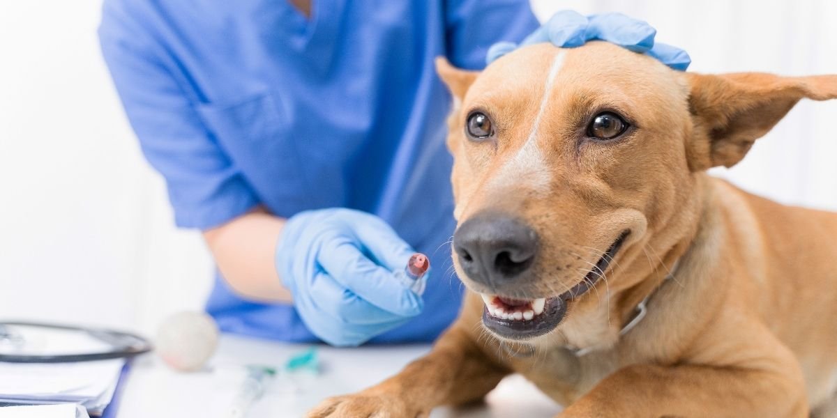 Áreas da medicina veterinária Clínica de animais de companhia