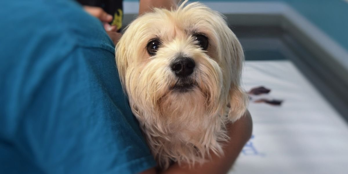 Áreas da medicina veterinária Saúde pública veterinária