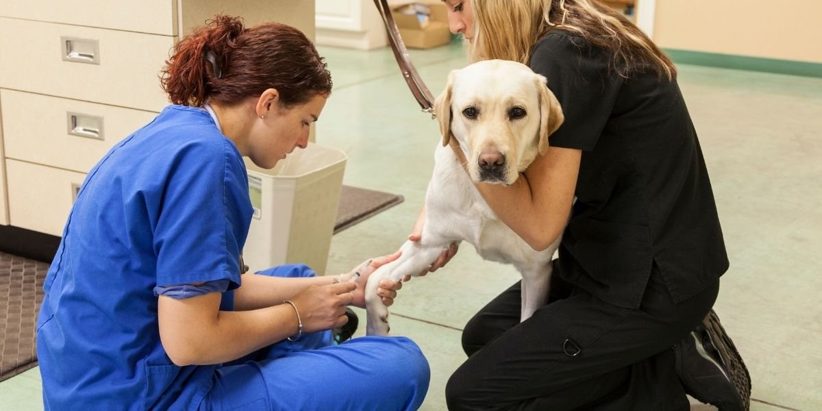 Principais universidades de Medicina Veterinária em Portugal