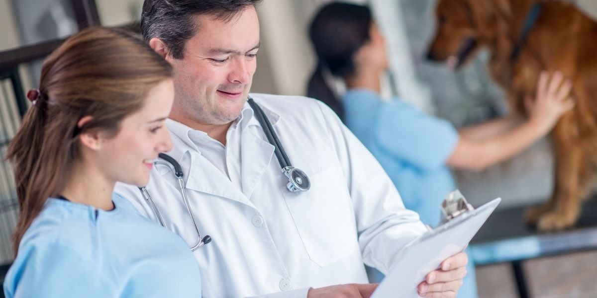 Como escolher a melhor universidade de Medicina Veterinária