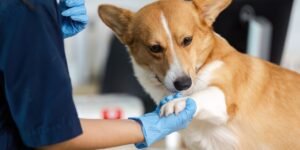 Faculdade de Medicina Veterinária: como escolher onde estudar sendo português